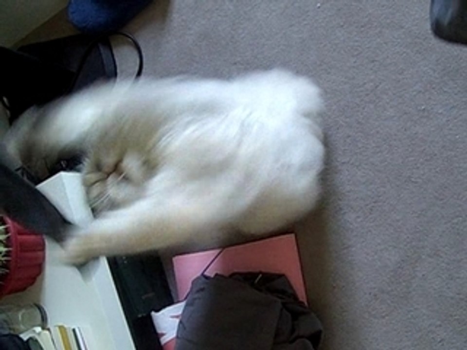 chat de cirque