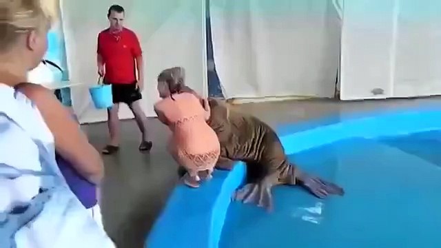 Моржи тоже умеют шалить