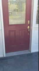 Golden retriever escape artist