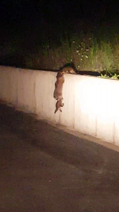 Entraide de ratons laveurs pour monter un mur au bord d'une route