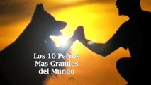 Los 10 Perros mas Grandes