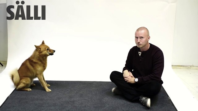 Réactions de chiens à des aboiements par un humain