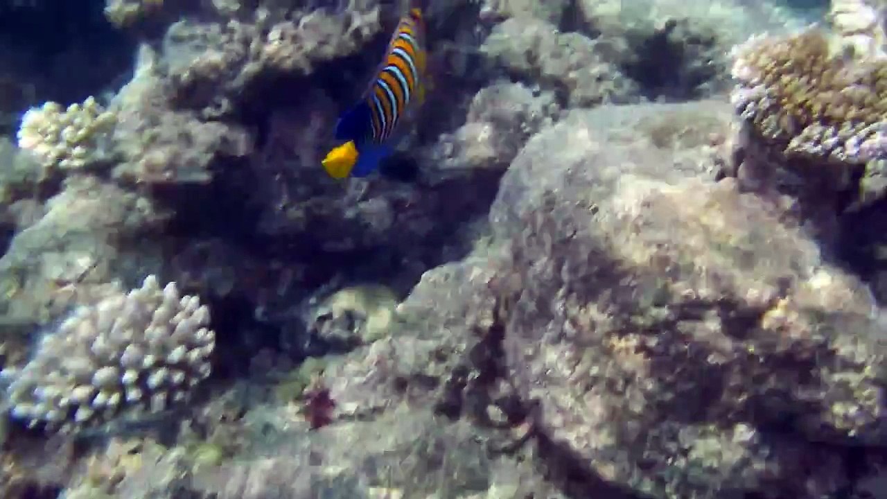 HD Süd-Male-Atoll Malediven Pfauenkaiserfisch 2013 03 28