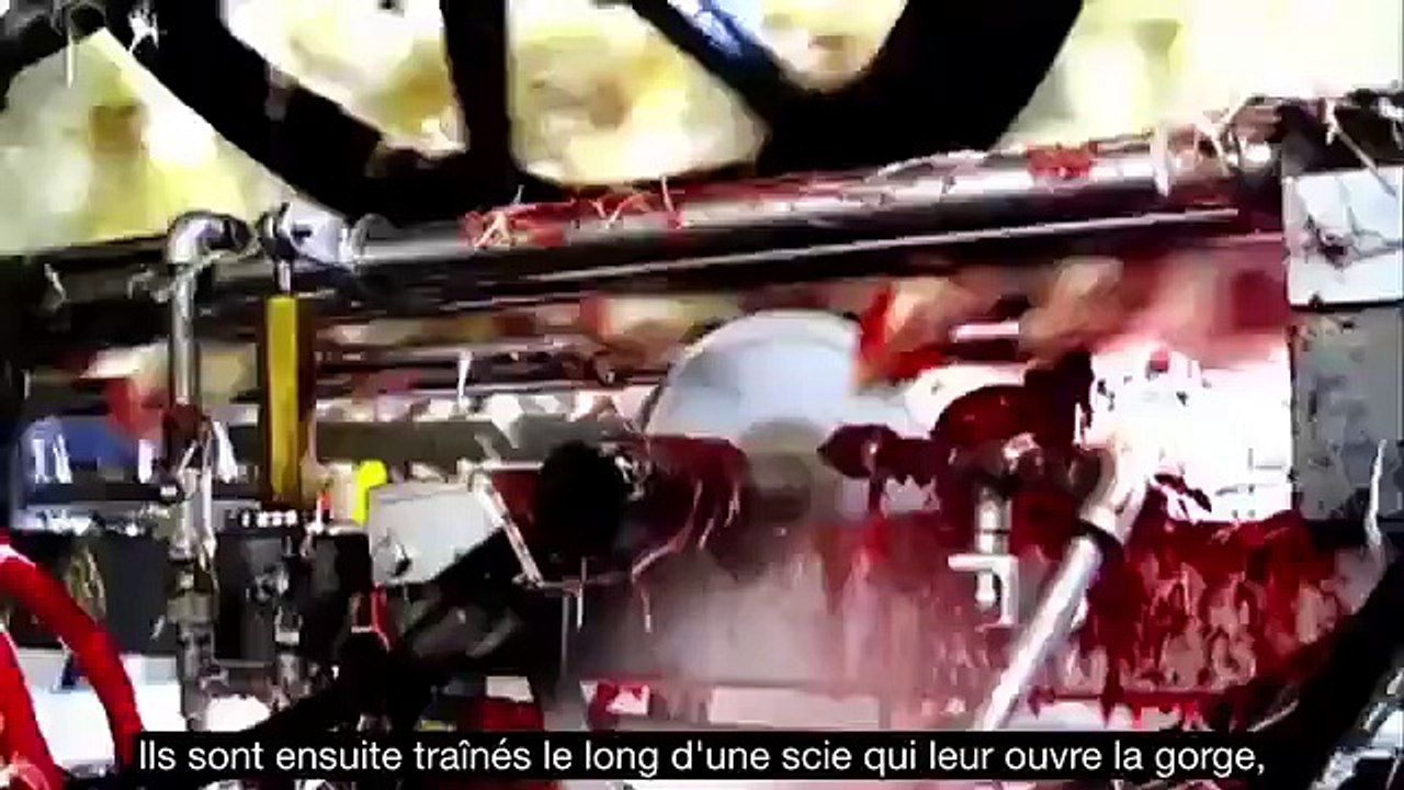 Les réalités de l'élevage! Âmes sensibles s'abstenir....