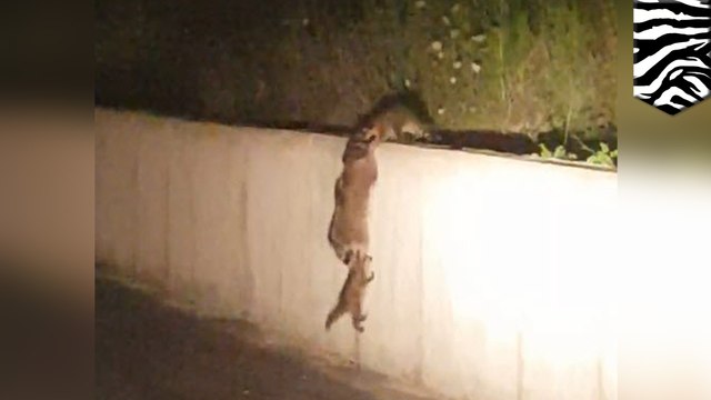 Cute animals: Raccoon family shows off some pretty cool teamwork skills - TomoNews