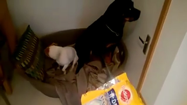 Ces deux chiens se sentent coupable d'avoir manger tout les Dentastix !