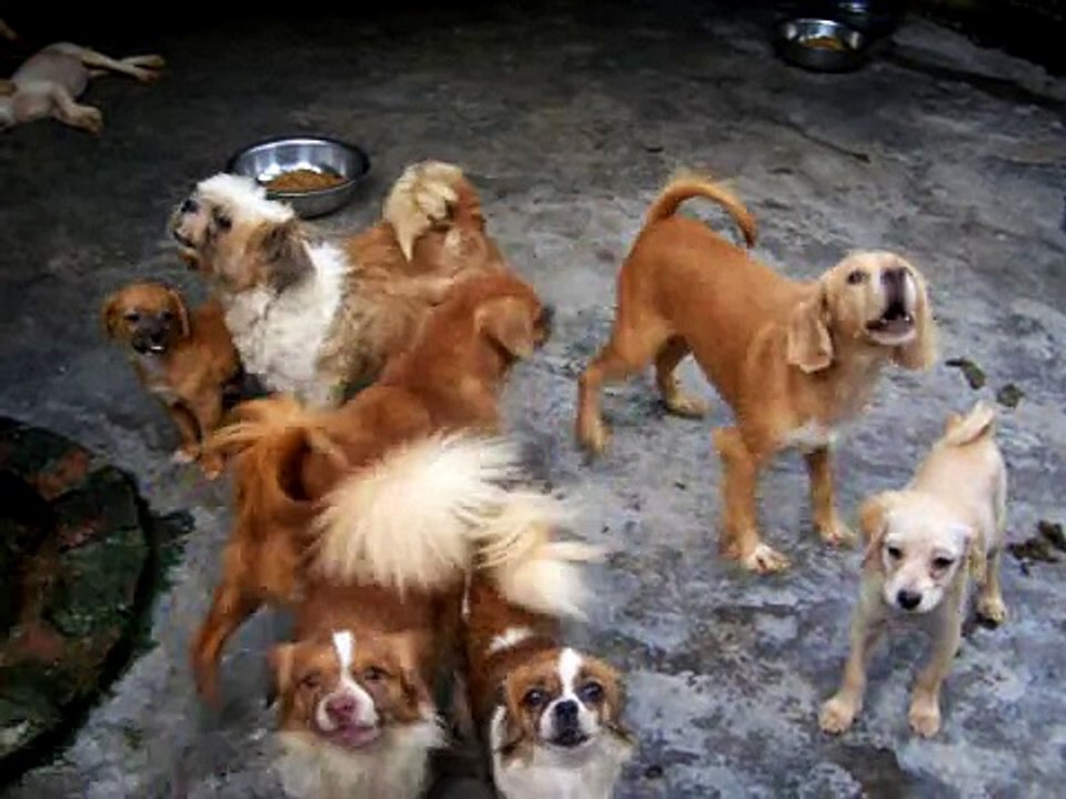 2009 07 25 珠海保护遗弃动物中心