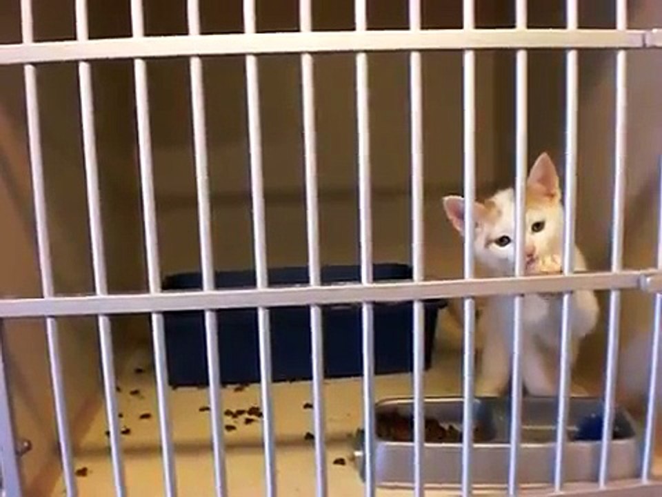 Ce petit chaton commence à miauler au refuge, mais lorsque cet homme l'aperçoit... C'est tout simplement adorable !!