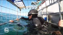 Une famille plonge en mer pour rencontrer... des requins blancs ! Regardez