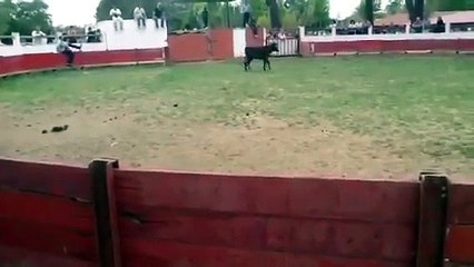 Un homme tente de traverser l'arène où se trouve un taureau