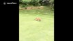 Fox cub steals golf ball