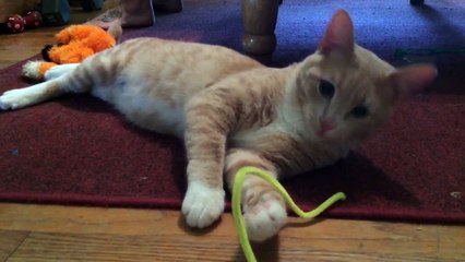 PB - Tabby Cat for Adoption!