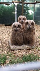 Des chouettes trop trop mignonnes.. Ahaha