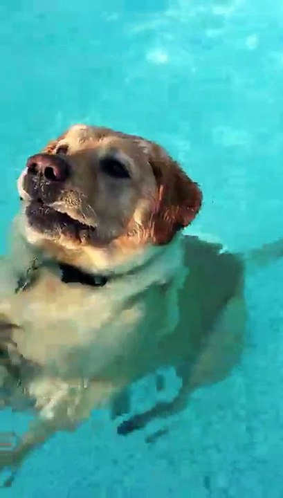 Un chien qui se tient debout dans une piscine