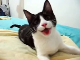 chú mèo hài hước giống chó