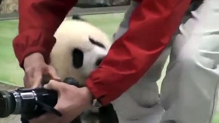 Entra Nel Recinto Per Scattare Una Foto, Ma Ciò Che Avviene è Molto Più Emozionante!