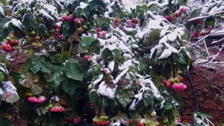 2016年1月24日臺灣低海拔山區下雪景況。