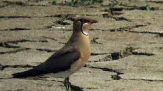 2007-03-25 Oriental Pratincole