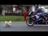 Humour - Pub - Moto Suzuki Mp4