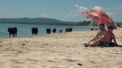 Merada Otlayan İnekler Plajda Denize Giriyor