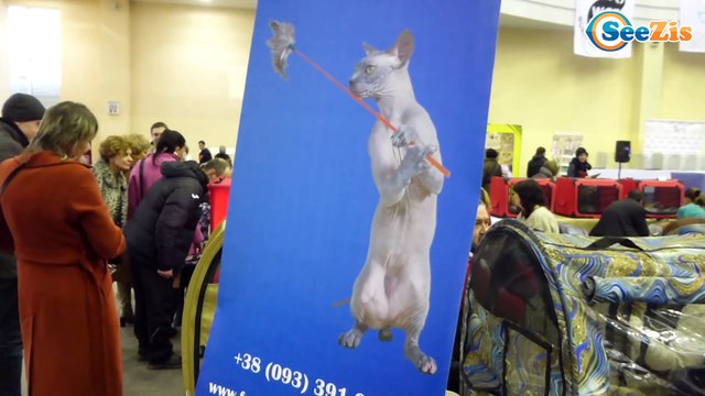 Кукла Беби Борн. Девочка Ника на выставке кошек. Видео для детей. Baby Born Doll. Tiki Taki Nika