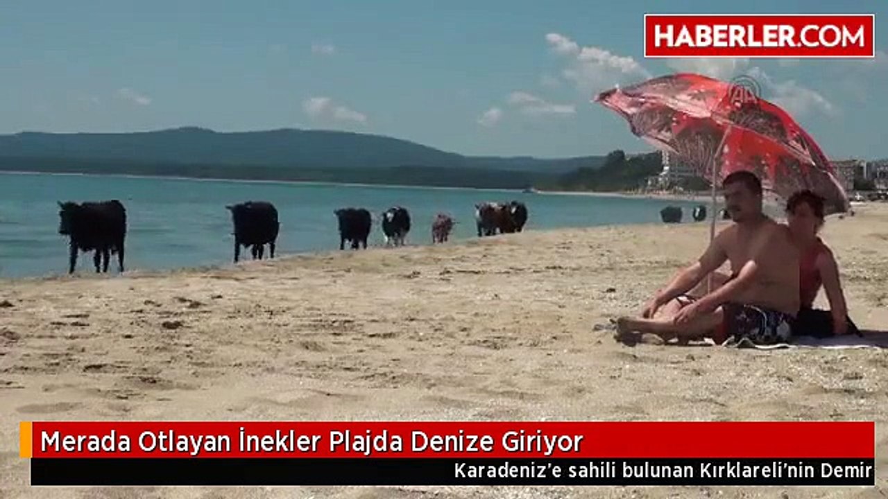 Merada Otlayan İnekler Plajda Denize Giriyor
