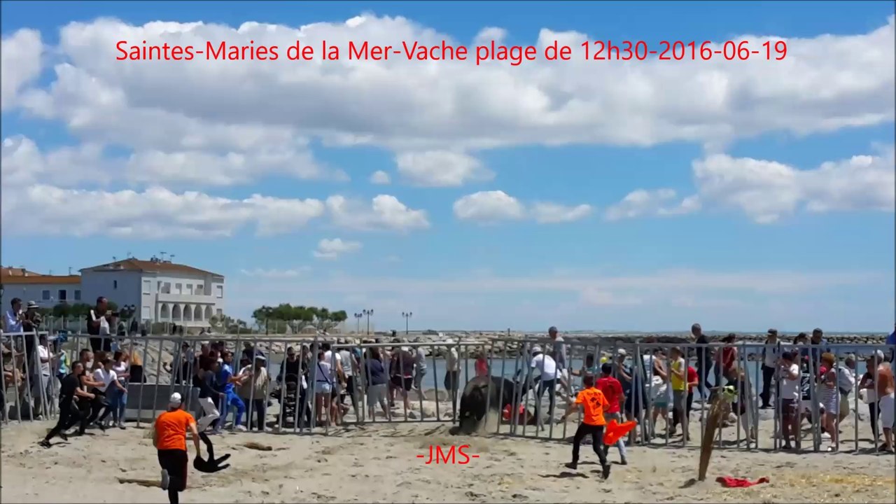 Saintes-Maries de la Mer-Un taureau s'échappe-Vache plage-fete votive-2016/06/19