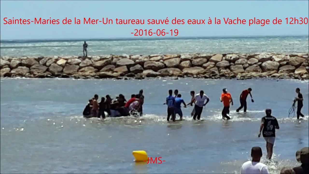 Saintes-Maries de la Mer-Un taureau sauvé des eaux-Vache plage-fete votive-2016/06/19