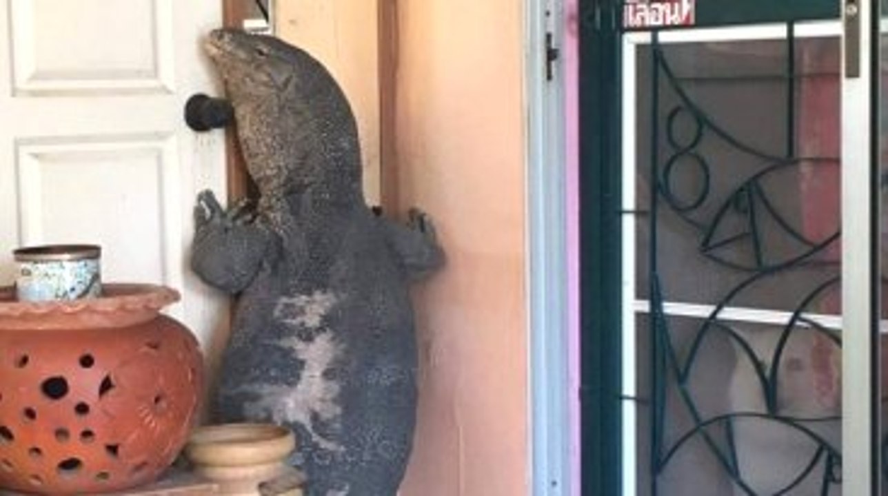 Eve Girmeye Çalışan Dev Kertenkele Yakalandı