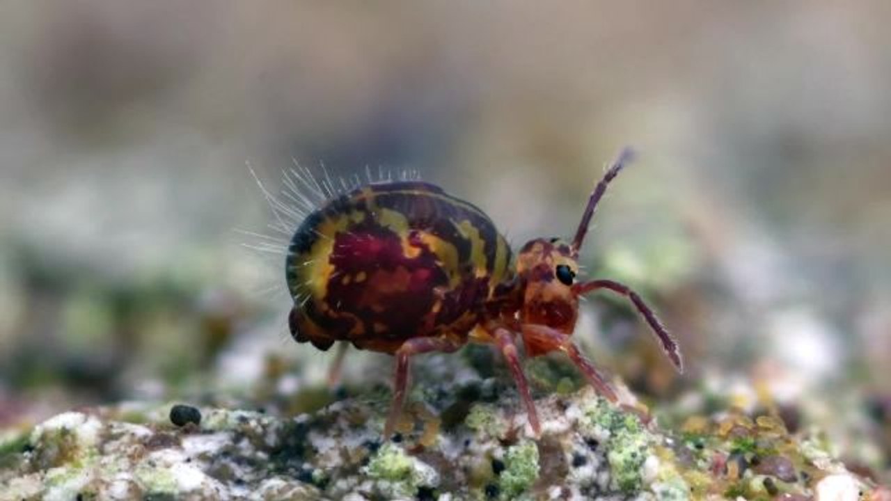Absurd Creatures | Behold the Super Weird Face...