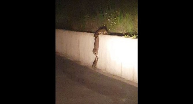 Des ratons laveurs s'entraident pour franchir un mur