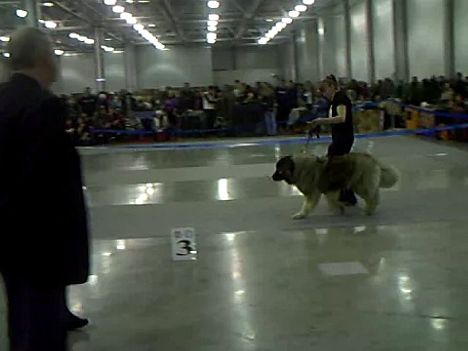 Евразия-2011 26 марта - кавказские овчарки