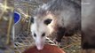 Injured Opossum Mom Finds Help at Animal Rescue