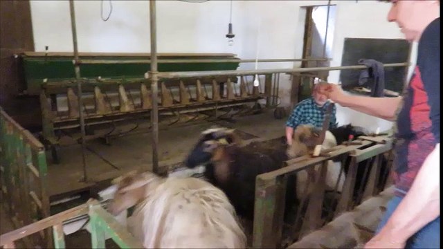 Le fromage de brebis