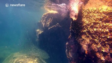 Diver surrounded by hundreds of fish and sea lions
