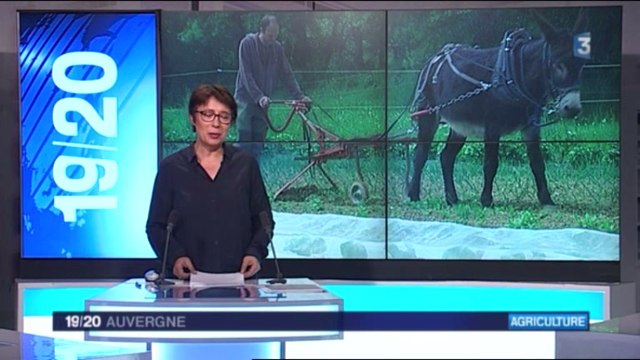 L'attelage de vaches Ferrandaises de la ferme de Flaceleyre (43) sur France 3