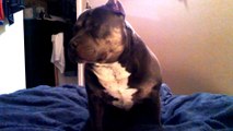 My Funny And Cute Pit Bull Bully Dog Talking and Answering Questions teamCZR