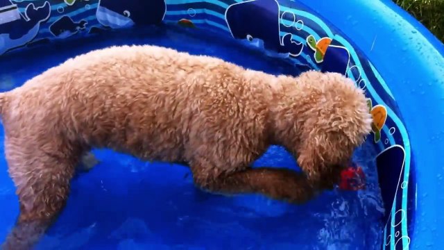 Lizzy s Story Kids Video of Cute Puppy and Funny Dog Playing