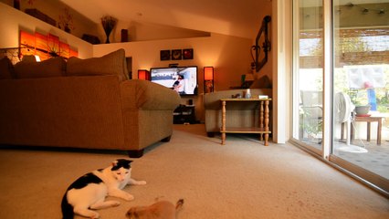 Our baby prairie dog, playing with our cat