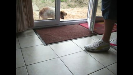 Polite Dogs Wipe Their Feet