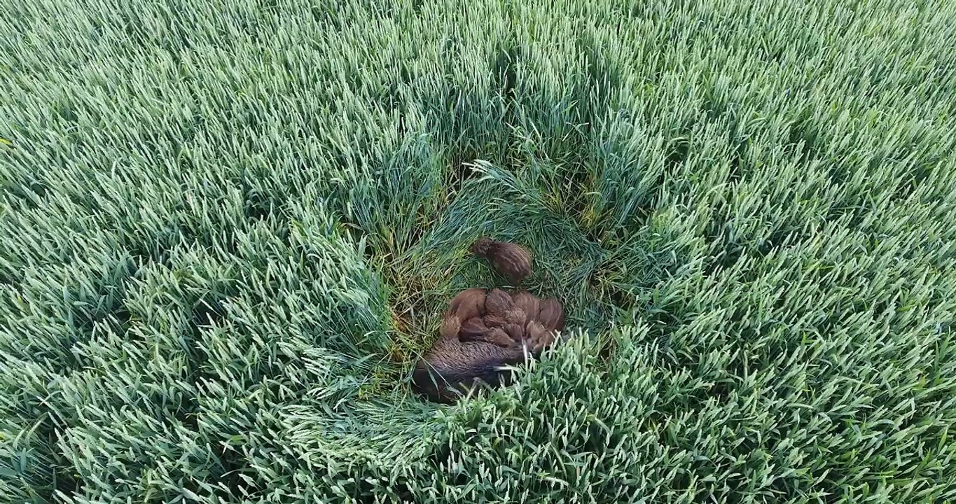 sanglier avec drone