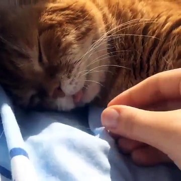 Adorable chat en sommeil