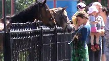 Орловские лошади и смешная девушка разговаривает с лошадьми в городе Орле Город Орёл