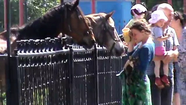 Орловские лошади и смешная девушка разговаривает с лошадьми в городе Орле Город Орёл