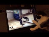 Confused Kitten Watches Video of Herself
