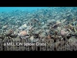 Diver Films an Endless Sea of Crabs Near Melbourne
