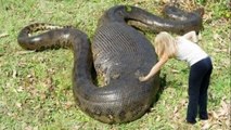 اناكوندا اكبر ثعبان فى العالم - Giant Anaconda - Biggest Python Snake