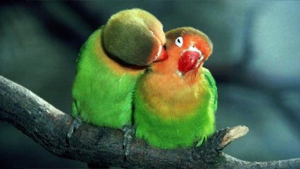 Tabúes - Homosexualidad