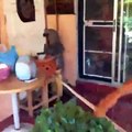 Un lézard géant monstrueux essaie de rentrer dans une maison