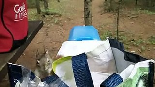 2015/05/19 - Algonquin Provincial Park (Mew Lake) - Squirrel Stealing Food